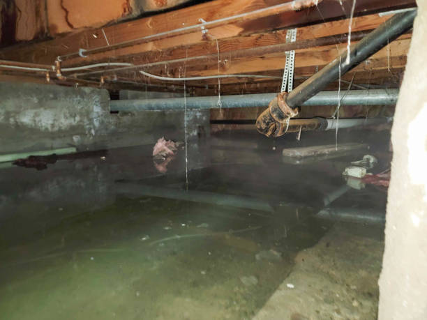 Best Water damage restoration mold remediation  in Tioga, TX