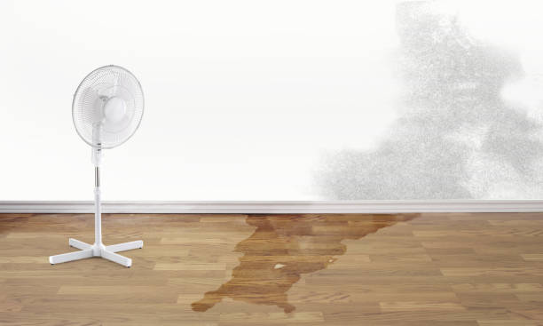 Best Water damage contractors near me  in Tioga, TX